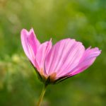 huang色网站 serna408w