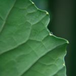 japanese voise y13wv482zg