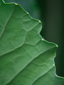 japanese voise japanese voise