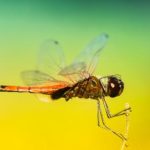 全面解析:如何有效利用Pro Number Tracking进行货物追踪 cn341ram