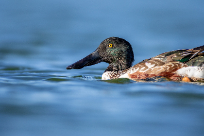 全面解析it桔子网页版的功能与优势 全面解析it桔子网页版的功能与优势