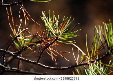 探索HPPT ZHTJ青年发展的新机遇与挑战 探索HPPT ZHTJ青年发展的新机遇与挑战