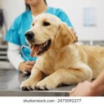 探索兔子先生TZ-105:趣味与科技的完美结合 ap4yv411